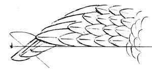 feather layout