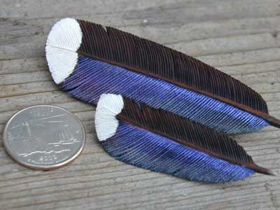 Wood Duck Feathers